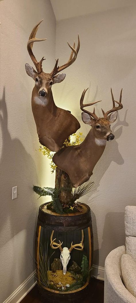 Deer Skull Cap Mount Ideas, Buck Mounts Ideas, Mounted Deer Head Decor, Deer Mounts In Living Room, Buck Mounts, European Mount Ideas, Deer Taxidermy, European Mount, Taxidermy Display