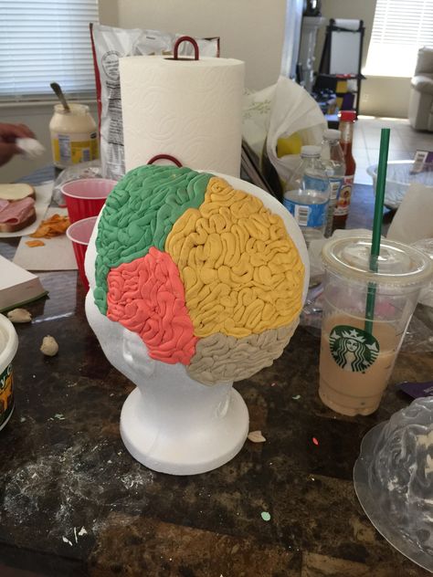 3d Brain Project, Brain Project Model Psychology, Brain Model Project Diy, Brain Model Project, Brain Project, Human Body Projects, Brain Models, Brain Craft, Biology Projects