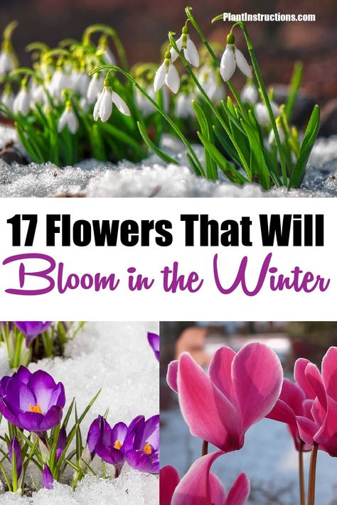 Winter Bulbs Outdoors, Winter Perennial Flowers, Fall And Winter Plants And Flowers, Fall Winter Flower Beds, Winter Interest Plants, Fall And Winter Flowers To Plant, Winter Blooming Plants, Winter Blooming Flowers, Flowers That Bloom In Winter