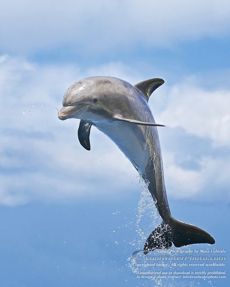 Common Bottlenose Dolphin, Dolphin Lover, Bottlenose Dolphin, Sea Otter, Sea Lion, Marine Animals, Sea Birds, Sea World, Ocean Life