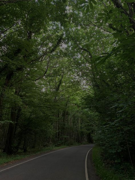 Road Forest Aesthetic, Forest Road Trip Aesthetic, Dark Forest Road Aesthetic, Pretty Green Forest, Road Through Forest, Green Running Aesthetic, American Forest Aesthetic, Aesthetic Pictures Forest, Rainy Forest Road