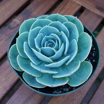 Echeveria Imbricata also known as 'Blue Rose'. Learn how to water the succulent. How to propagate, and how to care for your plant. Echeveria Care, Echeveria Imbricata, Succulent Outdoor, How To Water Succulents, Blue Succulents, Types Of Succulents, Types Of Roses, Succulents Indoor, Planting Roses