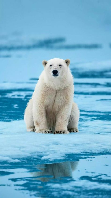 Polar Bear Wallpaper, Spiritual Animals, Animals Planet, Creature Ideas, Wild Animals Photography, Aquatic Creatures, Spiritual Animal, Bear Hugs, Super Cute Animals