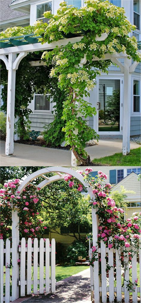 Vine Fence, Fast Growing Flowers, Climbing Flowers, Climbing Hydrangea, Garden Vines, Decor Eclectic, Garden Arbor, Climbing Vines, Have Inspiration