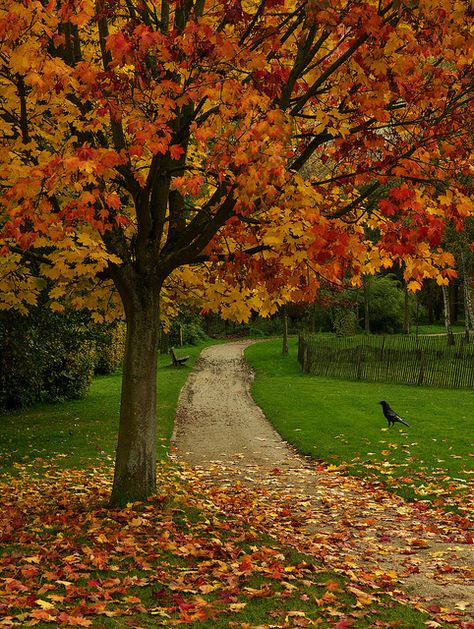 Autumn tree with leaves and dry grass फोटोग्राफी 101, Belle Nature, Autumn Scenes, Autumn Scenery, Dirt Road, Seasons Of The Year, Autumn Beauty, Fall Pictures, Autumn Landscape