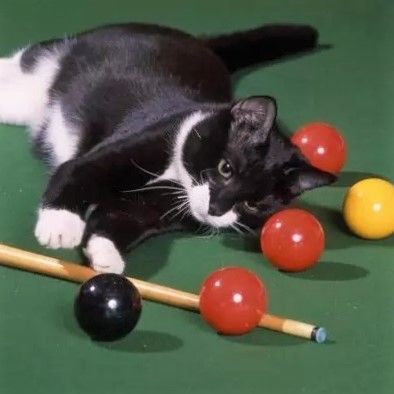 Animal Photos, Cat Boarding, Cute Animal Photos, Cat Playing, Pool Table, Animal Photo, Billiards, Cat Love, Vintage Illustration