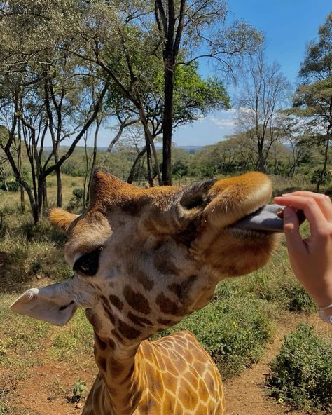 Scenic and magical🪄🧡 #nairobi #magicalkenya 🇰🇪 Africa Vision Board, Trip To Kenya, Best African Safari Tours, Nairobi Kenya Travel, Safari In Kenya, Kenya Masai Mara, Nairobi Kenya Aesthetic, Africa Travel Aesthetic, Rwanda Aesthetic