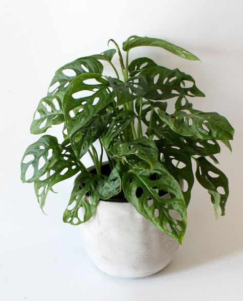 Swiss Cheese Plant Aesthetic, Swiss Monstera Plant, Swiss Plant, Swiss Cheese Monstera, Monstera Swiss Cheese Plant, Inch Plant, Patio Trees, Lucky Plant, Plant Goals