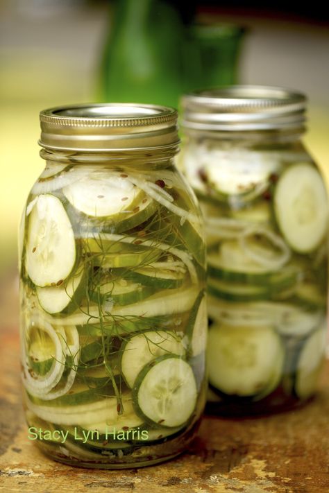 You can use either pickling or slicing cucumbers for this recipe! This is my easy go-to fast pickle recipe. It makes hamburgers very special. Crispy Pickles, Fridge Pickles, Pickles Cucumbers, Homemade Refrigerator Pickles, Refrigerator Pickles Dill, How To Make Pickles, Canning Pickles, Refrigerator Pickles, Best Refrigerator