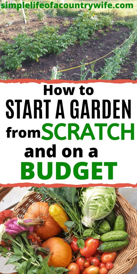 How To Be A Homesteader, How To Start A Home Garden, Start Garden In Backyard, How To Start A Vegetable Garden Diy, Garden On A Budget Diy, How To Plan A Garden For Beginners, How To Start A Small Garden, How To Start Gardening, How To Start A Garden From Scratch