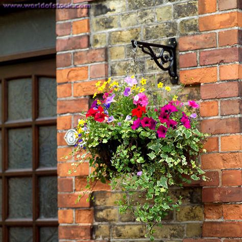 29 Hanging Flower Pot Plant Ideas To Enhance Your Verandah And Home Surroundings Flower Baskets, Hanging Flower Baskets, Hanging Flower Pots, Plants For Hanging Baskets, Hanging Flower, Garden Containers, Hanging Flowers, Cactus Y Suculentas, Hanging Garden