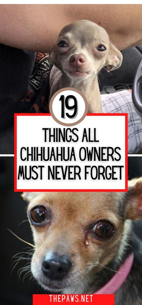 Give your Chihuahuas the best in their short life. To help you do that, here are 16 things you must never forget. Chihuahua Beds Ideas, Clothes For Chihuahuas, Chihuahua Terrier Mix Dogs, Chichuachua Chihuahua Dogs, Chihuahuas Funny, Chihuahua Puppy Training, Cute Chiwawa, Chiwawa Chihuahuas, Funny Chihuahua Pictures