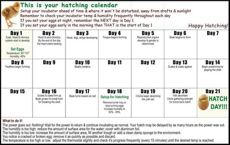 Hatching calendar Egg Chart, Incubating Chicken Eggs, Hatching Chickens, Chicken Incubator, Urban Chickens, Hatching Chicks, Egg Incubator, Hatching Eggs, Page One