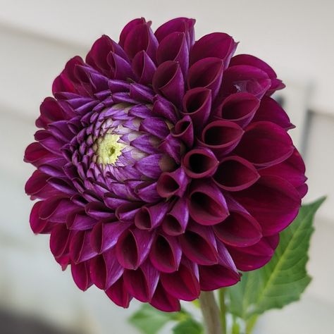 Dark Plum Ball Dahlia Dark Purple Dahlia, Dahlia Combinations, Acer Garden, Flowers Reference, Dalia Flower, Purple Dahlias, Ball Dahlia, Deep Purple Flowers, Black Plants