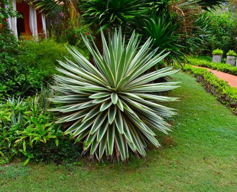 Yucca plant- A beautiful sharp spiky perennial shrub, popular in tropical countries for gardens and landscapes. #plants #ornamentalplants #foliage #spikyplant #landscaping #tropicalplant Spiky Plants For Garden, Yucca Plant Outdoor, Yucca Plant Landscaping, Minimal Landscaping, Spiky Plants, Townhouse Garden, Florida Landscaping, Dracaena Plant, Bush Plant