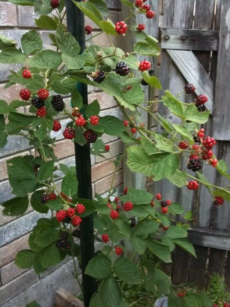 Blackberries In Containers, Blackberry Plants, Growing Blackberries, Growing Vegetables In Pots, Berry Patch, Berry Plants, Vegetable Garden Diy, Home Vegetable Garden, Container Gardening Vegetables