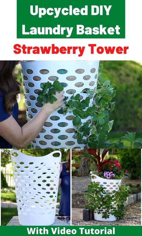 Upcycle a laundry basket to grow strawberries all year + 7 other plants Strawberry Tower, Grow Strawberries, Taman Air, Bucket Gardening, Strawberry Planters, Strawberry Garden, Growing Strawberries, Strawberry Plants, Veg Garden