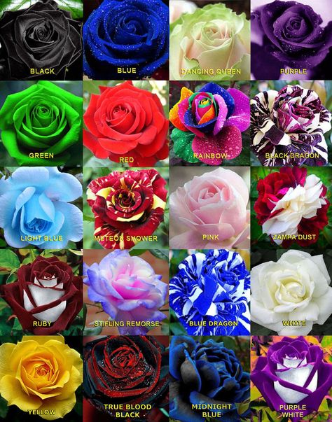 Roses #flowers learn how 2 #grow #roses http://www.growplants.org/growing/hybrid-tea-rose Buy 25x Rare Multi-Colors Rainbow Rose Flower Seeds Colored Roses, Hybrid Tea Rose, Rose Belle, Rare Roses, Rose Seeds, Wallpaper Flower, Rainbow Roses, Growing Roses, Hybrid Tea Roses