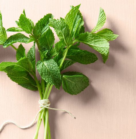 Plant this prolific herb now, and you’ll soon have enough to garnish every dessert until October. Luckily, with our ideas, too much mint will always be just enough. Mint Photography, Mint Plant, Tomato Butter, Spiralized Zucchini, Cooking Herbs, Classic Salad, Mint Leaf, Sweet Mint, Mint Recipes