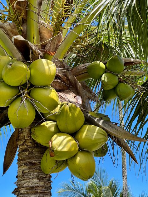 Cook Islands Aesthetic, Tropical Paradise Aesthetic, Tropical Fruit Aesthetic, Tropics Aesthetic, Island Aesthetic Tropical, Tropical Vibes Aesthetic, Tropical Summer Aesthetic, Summer Aesthetic Tropical, Tropical Fruit Photography