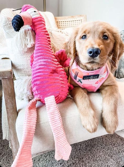 Preppy Dog, Cute Dog Toys, Best Dog Toys, Durable Dog Toys, Super Cute Puppies, Really Cute Dogs, Cute Dog Pictures, Cute Little Puppies