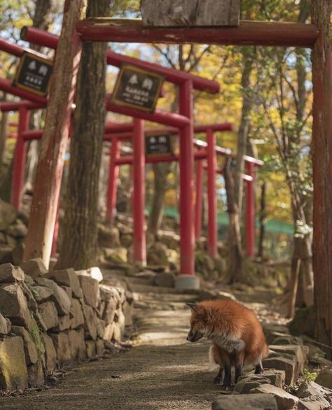 Fox Wedding, Models Needed, Beautiful Places To Travel, Beautiful World, Nikon, Illustration Art, Fox, Japan, Red