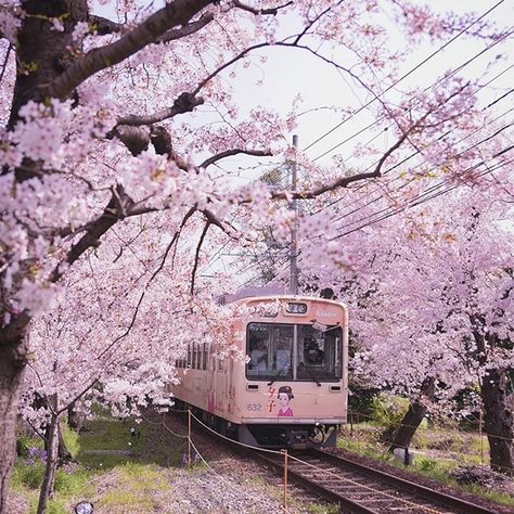 Idyllic “Spring Stripe” of Cherry Blossoms and Nemophila Flowers Blooms in Japan. Nature produces the greatest color combinations. A Japanese photographer known as Puraten10 recently showcased this fact when he posted a series of landscape shots featuring cherry blossom (aka sakura) trees blooming next to Nemophila flowers, which have the nickname of “baby blue eyes.” Shinjuku Gyoen, Japan Spring, Japan Cherry Blossom, Cherry Blossom Wallpaper, Sakura Tree, Japanese Landscape, Japan Aesthetic, Aesthetic Japan, Nagano