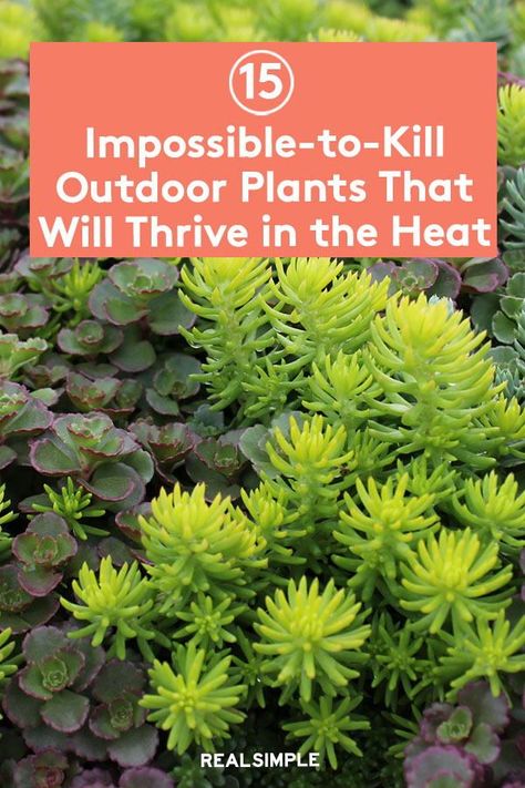 Plants That You Cant Kill, Low Maintenance Plants Around Pool, Full Sun Low Water Plants, Plants For Heat And Sun, Plants That Survive Hot Sun, Hardy Outdoor Plants, High Light Plants Outdoor, Easy Outdoor Plants Full Sun, Low Plants For Front Of House