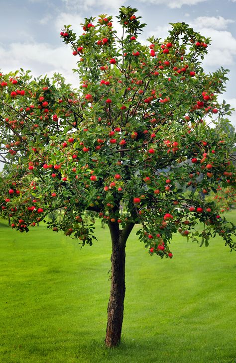 Apple Tree Farm, Apple Tree Care, Apple Garden, Tanaman Pot, Growing Fruit Trees, Growing Fruit, Tree Care, Fruit Plants, Fruit Garden