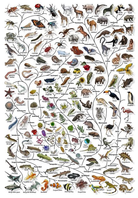 Animal Evolution, Biology Lover, Fundraiser Raffle, Hand Shadows, Water Animals, Life Poster, Poster Drawing, Nature Posters, Zoology