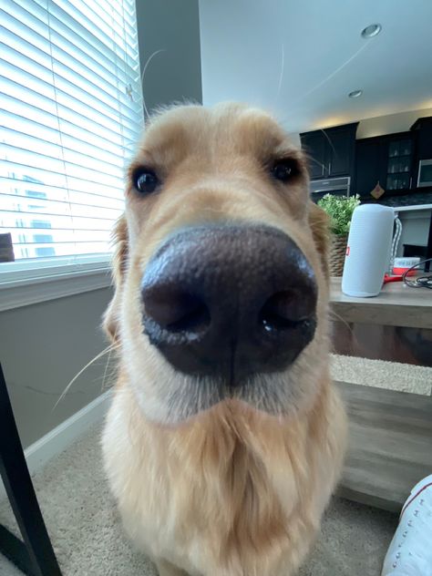 Silly Cute Dog Pictures, Golden Retriever Reaction Pic, 0.5 Dog Pictures, Dog 0.5 Camera, Blonde Golden Retriever Boy, Silly Golden Retriever, Funny Golden Retrievers, Golden Retriever Meme, Golden Retriever Boy