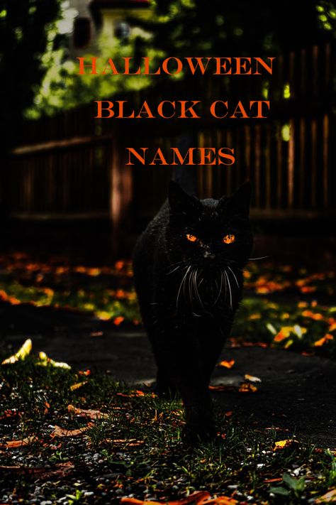 If you are bringing home a new black kitten this Halloween season, find the name you are looking for from our best Halloween Black cat names. #blackcats #halloween #catnames Spooky Cat Names, Black Kitten Names, Black Cat Names Boys, Male Black Cat Names, Harry Potter Cat Names, Male Cat Names Unique, Kitten Names Boy, Halloween Names For Cats, Black Cat Names