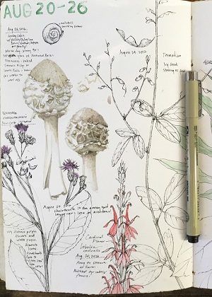 BOTANY AND JOURNALING  WITH LARA CALL GASTINGER  Explore botany and art together. Join botanical artist Lara Call Gastinger to learn how to use a sketchbook to observe the ways plants change each month. Botanical Study Drawing, Lara Call Gastinger, Plant Study Art, Nature Art Journal, Plant Study Drawing, Nature Journaling Ideas, Botany Sketchbook, Art Study Ideas, Botany Sketches