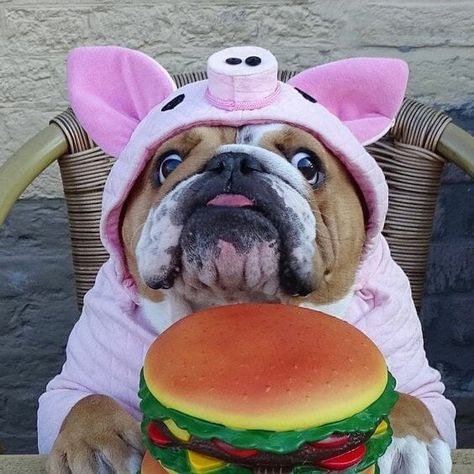 14 Dog Halloween Costumes Every Bulldog Parent Needs Comic Artwork, Cute Bulldog Puppies, Comics Anime, Anime Animation, Cute Bulldogs, English Bulldog Puppies, British Bulldog, Artist Illustration, Dog Halloween Costumes