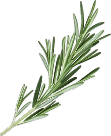 Rosemary Aesthetic, Rosemary Herb, Tattoo Plant, Growing Rosemary, Plant Logos, Rosemary Plant, Plant Journal, Botanical Tattoo, Unique Poster