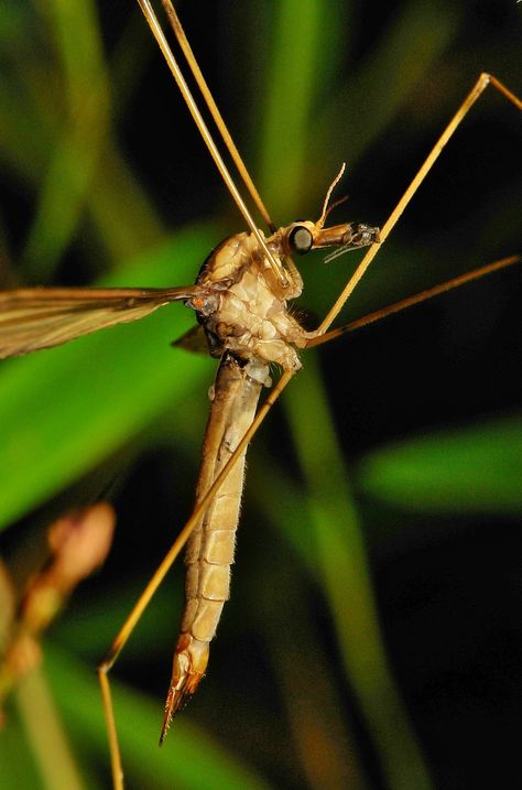 Crane Fly (Tipulidae) | The easiest way to describe a crane … | Flickr Giant Mosquito, Crane Fly, Yunnan China, Alien Design, China, Animals, Design