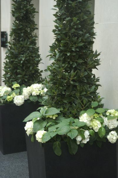 . Plants With White Flowers, Porch Planters, White Garden, Garden Containers, Container Gardens, White Gardens, Window Boxes, White Hydrangea, Gorgeous Gardens