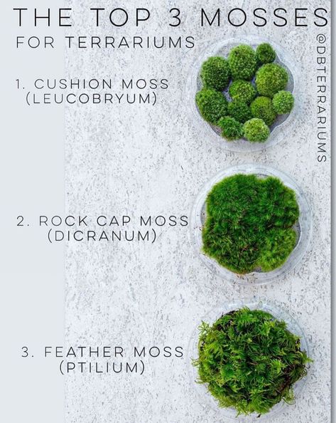 Gothic Terrarium Ideas, Small Terrarium Plants, Mossarium Moss Terrarium, Moss Terrarium Ideas, Plants For Terrariums, Moss Terrariums, Best Terrarium Plants, Terrarium Scene, Terrarium Moss