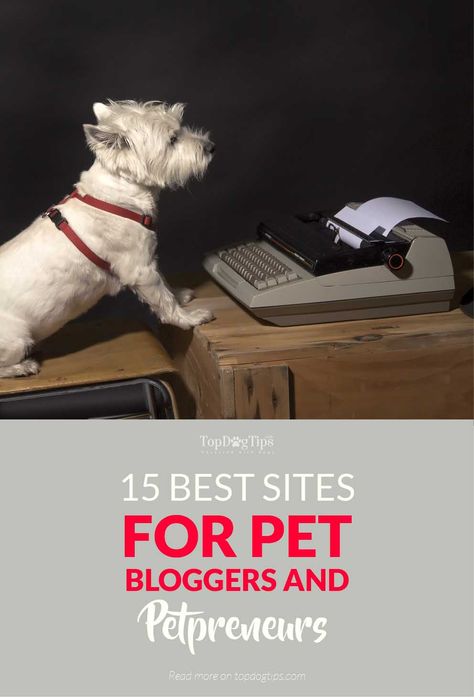 Great Small Business Ideas, Dog Breeding Business, Dogs Instagram, Work From Home Careers, Dog Business, Working Online, Pet Blog, Pet Businesses, Blogging Resources