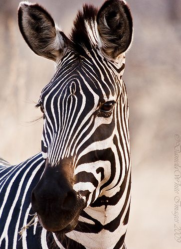 Zebra's Portrait | Tanzania Zebra Portrait Photography, Zebra Photography Amazing Photos, Zebra Images, Zebra Photography, Zebra Tattoo, Zebra Portrait, African Animals Photography, Zebra Face, Wallpaper Animals