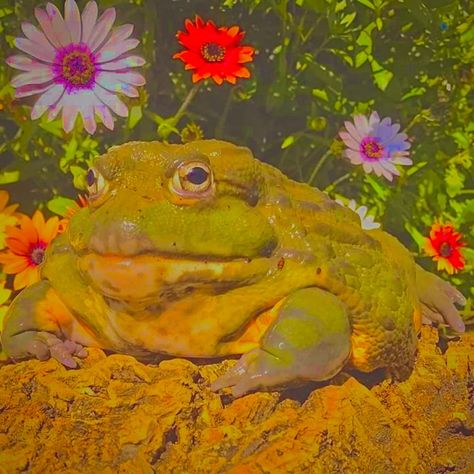 Toad Aesthetic, Toads Aesthetic, Frog And Toad Art Aesthetic, Frog And Toad Aesthetic, Cottagecore Frog Aesthetic, Frog Athstetic, Indie Y2k, Indie Aesthetic, Frog And Toad