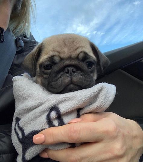 Baby Pugs Puppies, Pugs Cute, Pug Aesthetics, Baby Pug, Cute Pug Puppies, Baby Pugs, Pug Puppies, Pugs Funny, Cute Pugs