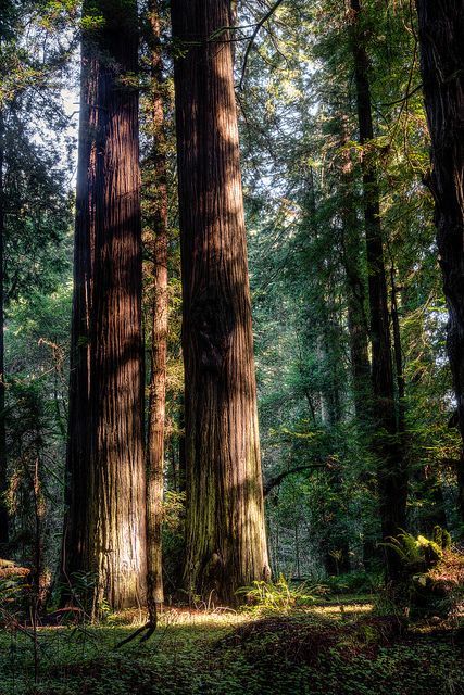 Red Woods, Redwoods California, Large Trees, Sequoia Tree, Forest Aesthetic, Redwood National Park, Redwood Tree, California Photos, Redwood Forest