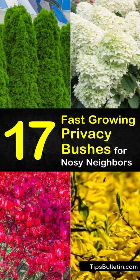 Privacy Bushes, Fast Growing Privacy Shrubs, Landscaping Along Fence, Yard Privacy, Shrubs For Privacy, Nosy Neighbors, Cheap Landscaping Ideas, Bushes And Shrubs, Privacy Plants