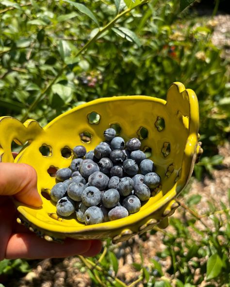 Yellow berry bowl fresh from the kiln! Fortunate day for this as we’re hitting 100 degrees today and these berries are cooking! Can’t wait to bring this and another berry bowl to @portlandnightmarket this Friday (7/12) and Saturday (7/13) 4-11 PM. #ceramics #pottery #handmadepottery #handmadeceramics #pdxartist #pdxevents #pdxceramics #berrybowl #ceramicberrybowl #yellowpottery Clay Berry Bowl, Berry Bowls Pottery, Ceramic Berry Bowl, Yellow Pottery, Clay Bowls, Independent Study, Clay Bowl, Cabin Ideas, Berry Bowl