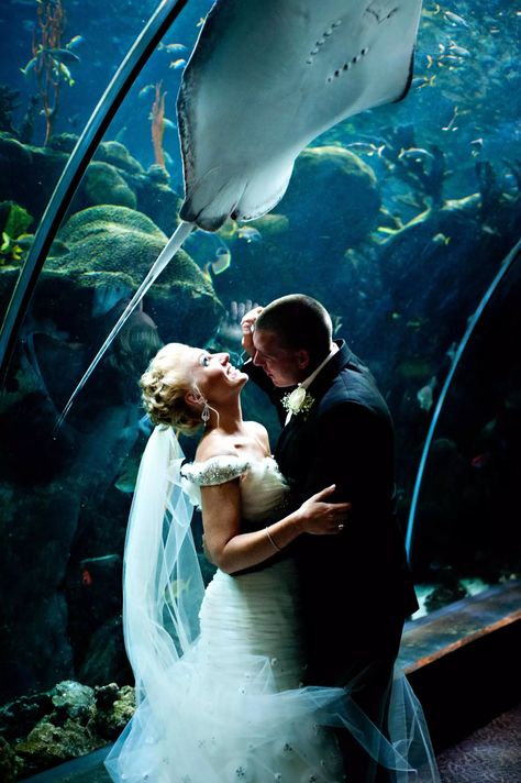 Aquarium Portrait, Aquatic Wedding, Aquarium Wedding Reception, Florida Aquarium, Rome Wedding, Aquarium Wedding, Dramatic Photos, Sea Wedding, Lovely Bride