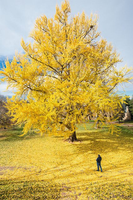 Pratt Ginkgo biloba tree at University of Virginia..............the tree in our side yard is taken from this tree. A part of Virginia right at home.......... Ginkgo Biloba Tree, Ginko Biloba, Ginkgo Tree, Yellow Tree, Magic Garden, Ginkgo Biloba, Unique Trees, Colorful Trees, University Of Virginia