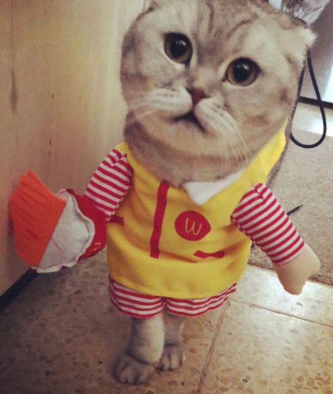 My friend cat work at mcdonalds Mc Flurry, Working At Mcdonalds, Cat Work, Positive Things, Funny Cute Cats, Kitten Cat, Cat Wallpaper, All About Cats, Cat Day