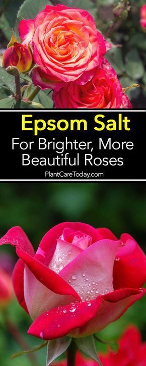 Using epsom salt for roses has long been an excellent fertilizer supplement for roses lack of magnesium during blooming. [LEARN MORE] Epsom Salt For Roses, Rose Garden Landscape, Rose Plant Care, Diy Rose, Rose Care, Meteor Garden 2018, Magic Garden, Belle Rose, Growing Roses