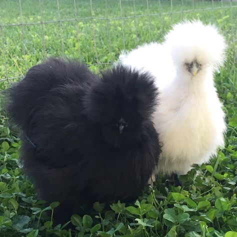 Black Silkie Chicken, Silkie Bantam, Fluffy Chicken, Raising Quail, Bantam Chickens, Day Old Chicks, Raising Chicks, White Egg, Silkie Chickens